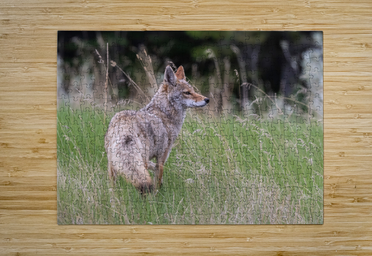 Coyote Randy Tremblay Photography Puzzle printing