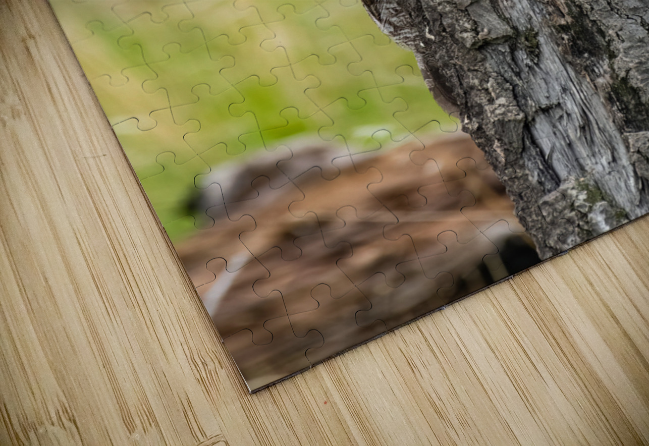 Great Gray Owl Randy Tremblay Photography Puzzle