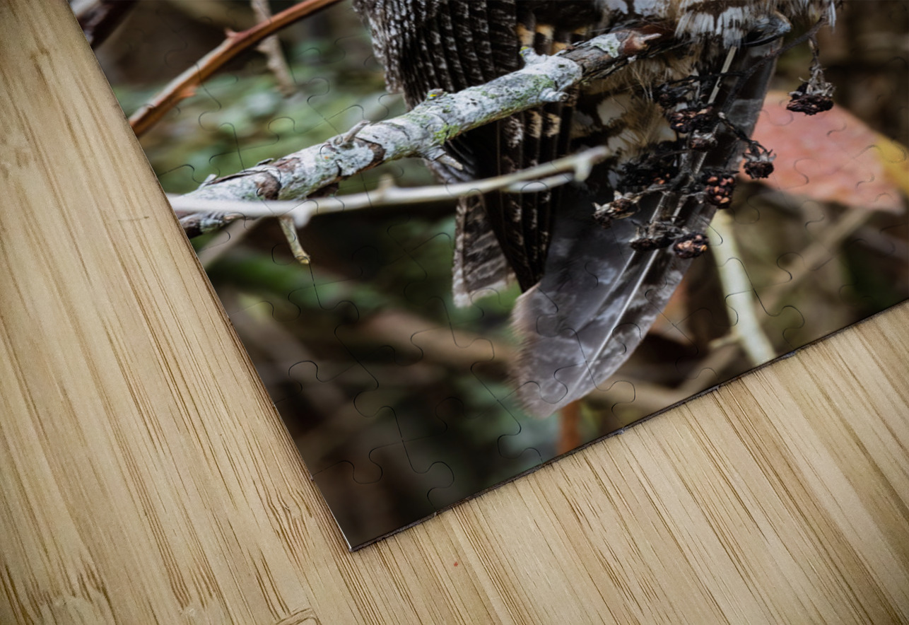 Long-eared Owl Randy Tremblay Photography Puzzle