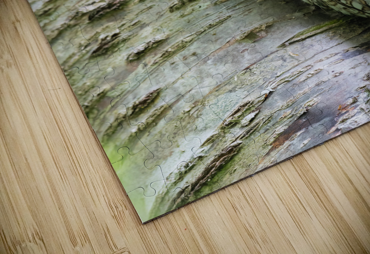 Western Screech Owl Randy Tremblay Photography Puzzle