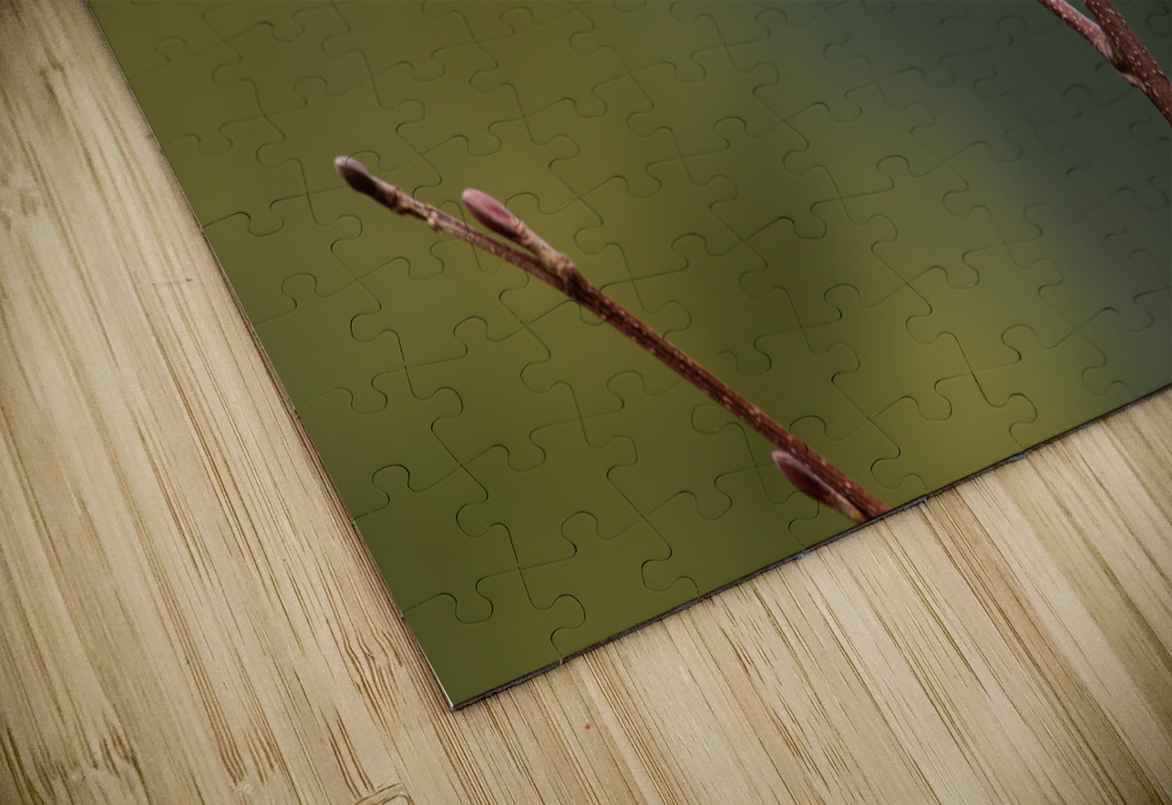 Northern Pygmy Owl Randy Tremblay Photography Puzzle