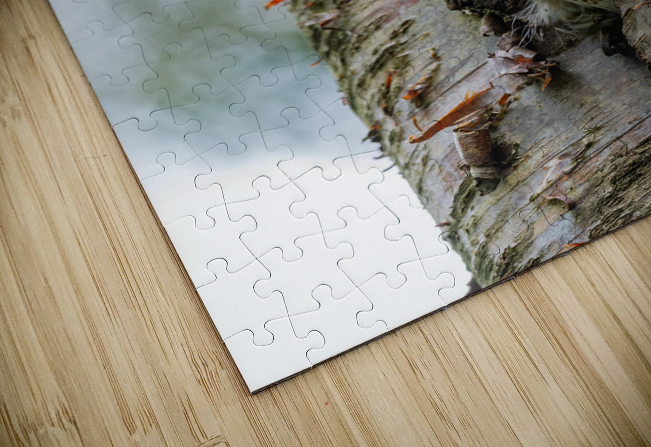 Western Screech Owl Randy Tremblay Photography Puzzle