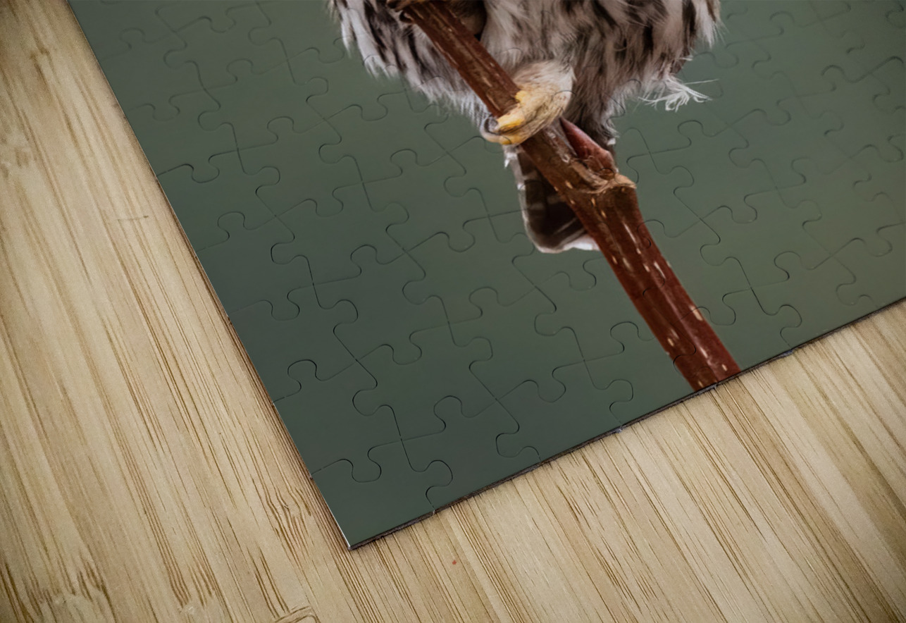 Northern Pygmy Owl Randy Tremblay Photography Puzzle