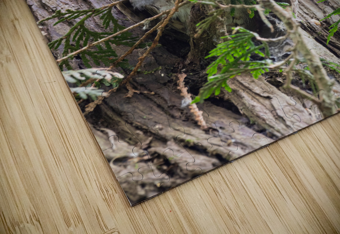 Western Screech Owl Randy Tremblay Photography Puzzle