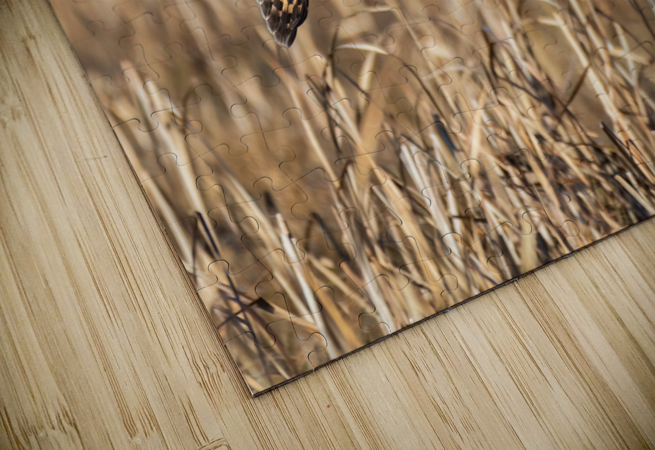 Short-eared Owl Randy Tremblay Photography Puzzle
