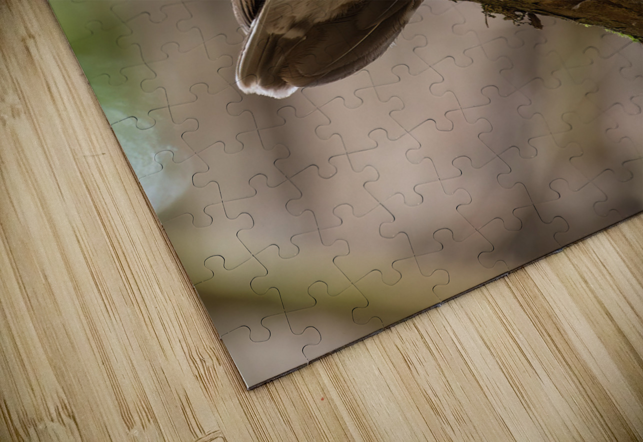 Northern Saw-Whet Owl Randy Tremblay Photography Puzzle