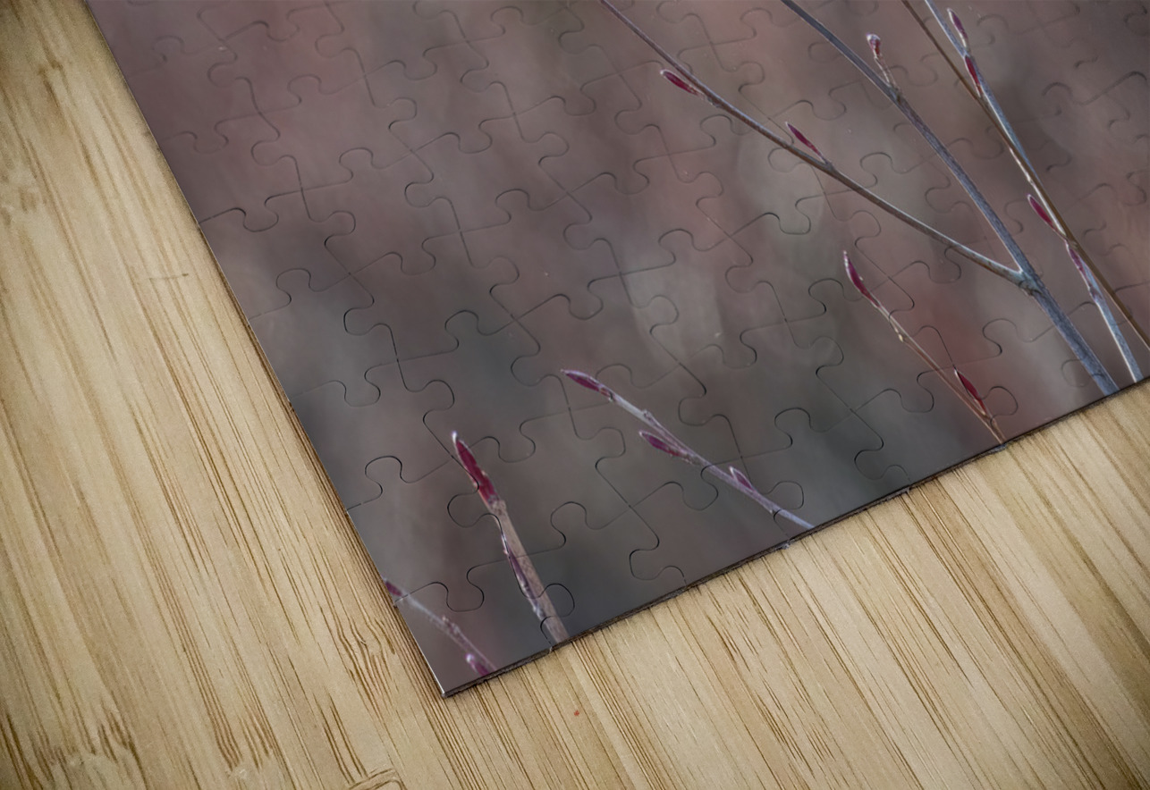 Northern Hawk Owl Randy Tremblay Photography Puzzle