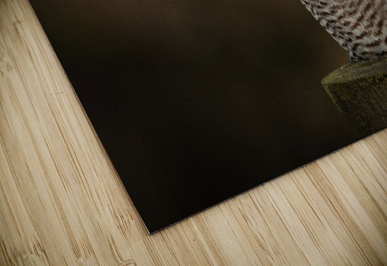 Northern Hawk Owl Randy Tremblay Photography Puzzle