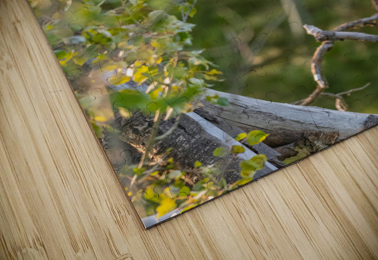 Great Gray Owlet Randy Tremblay Photography Puzzle