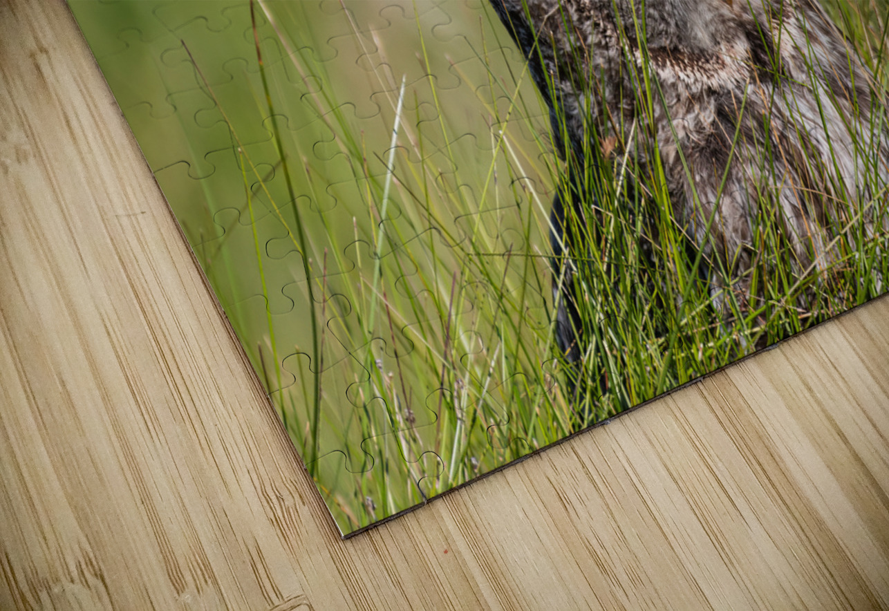 Great Gray Owl Randy Tremblay Photography Puzzle