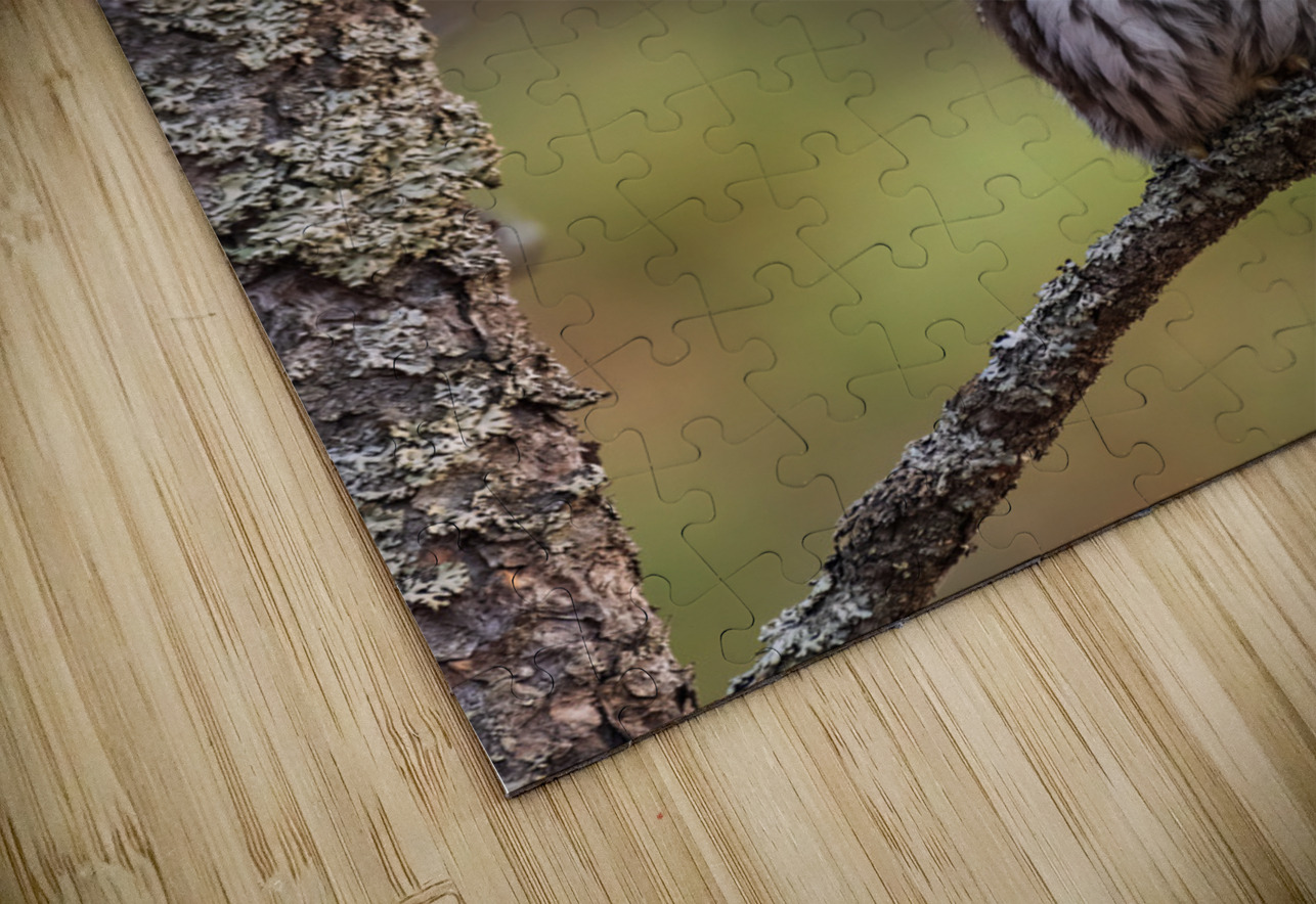 Northern Pygmy Owl Randy Tremblay Photography Puzzle