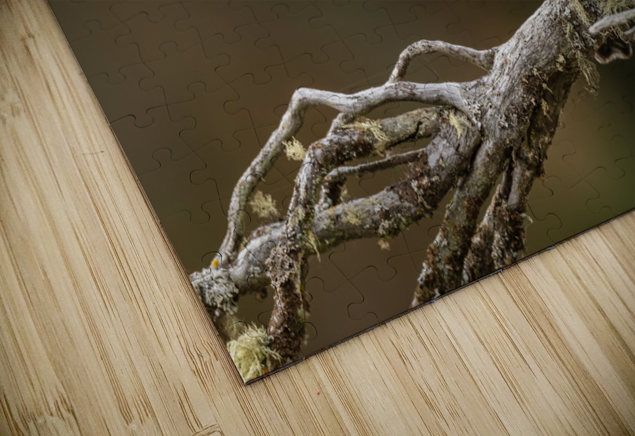 Northern Pygmy Owl Randy Tremblay Photography Puzzle