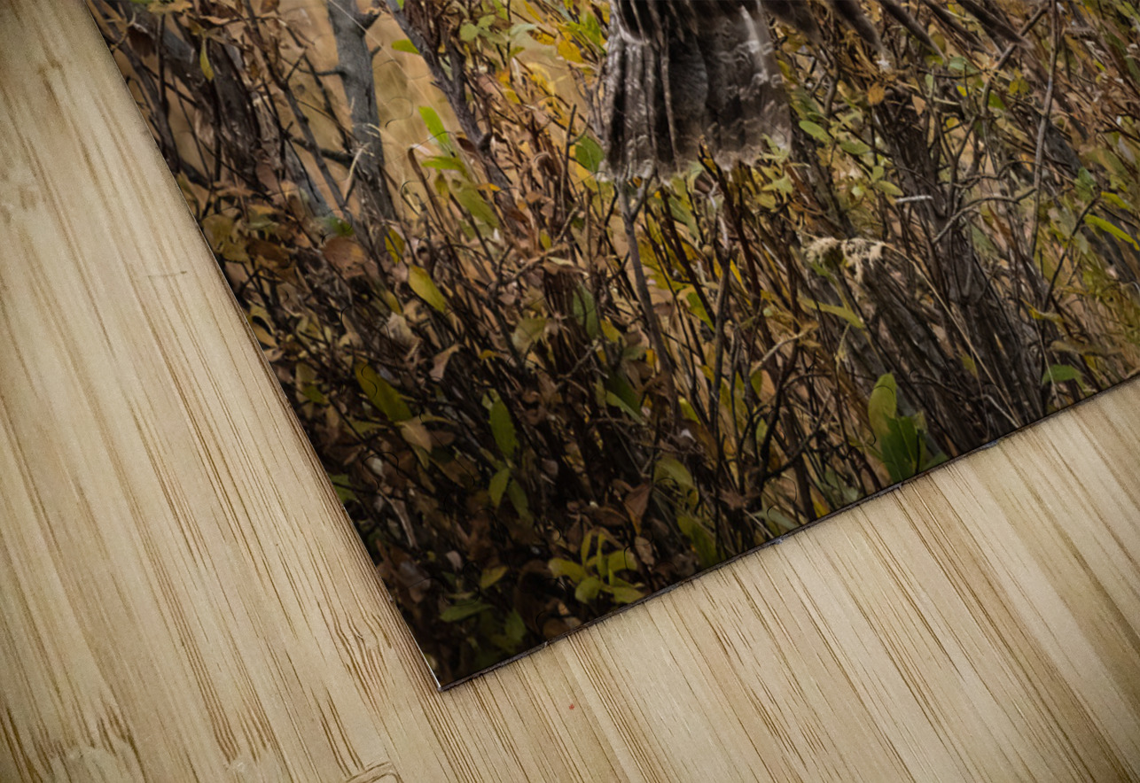 Great Gray Owl Randy Tremblay Photography Puzzle