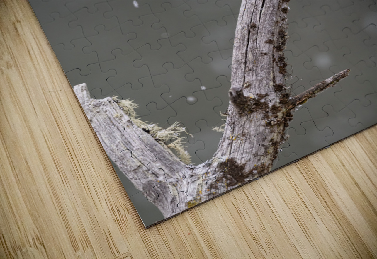 Northern Pygmy Owl Randy Tremblay Photography Puzzle