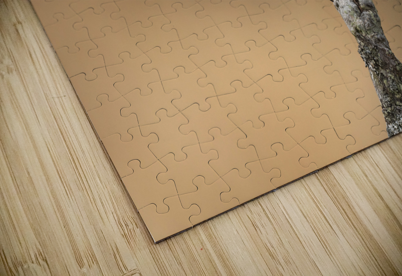 Northern Pygmy Owl Randy Tremblay Photography Puzzle