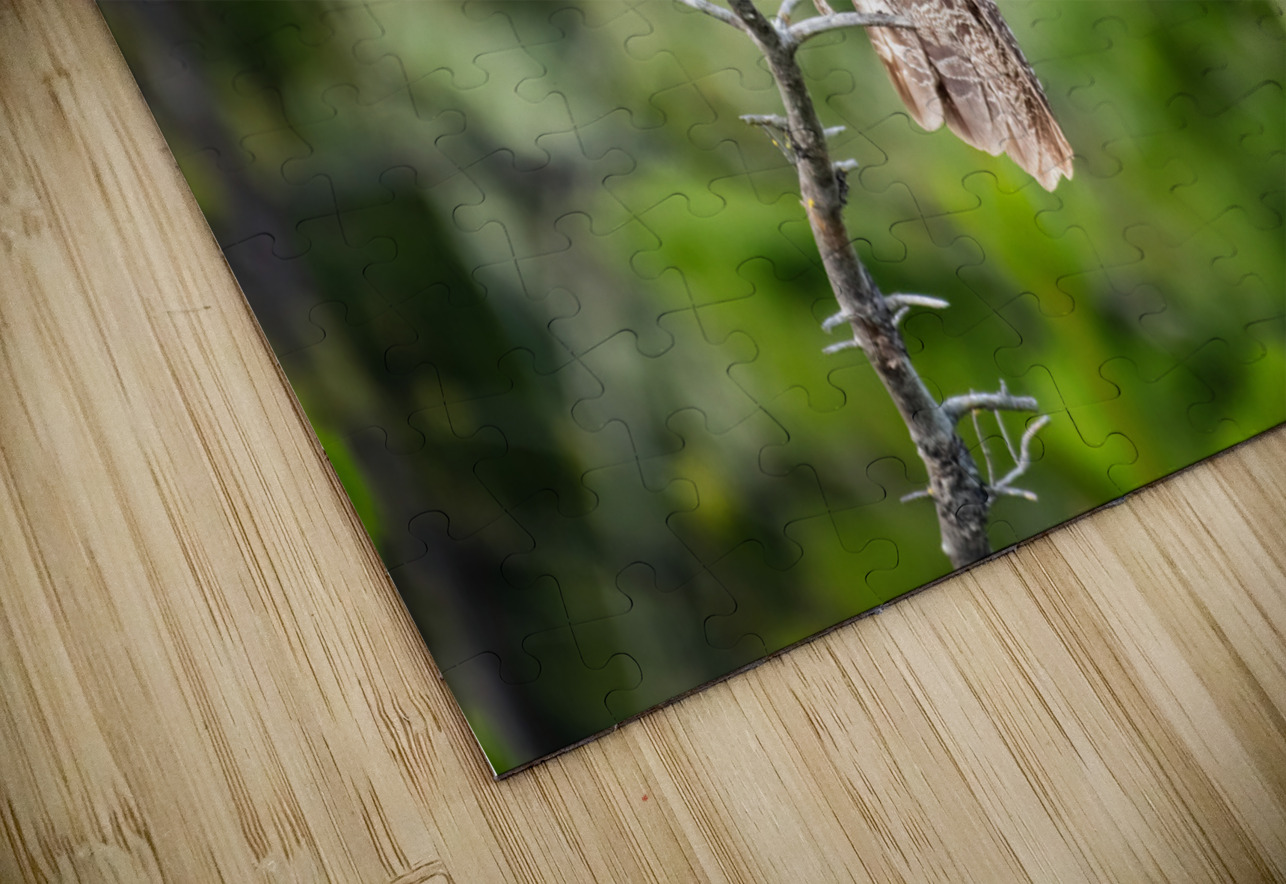 Great Gray Owl Randy Tremblay Photography Puzzle