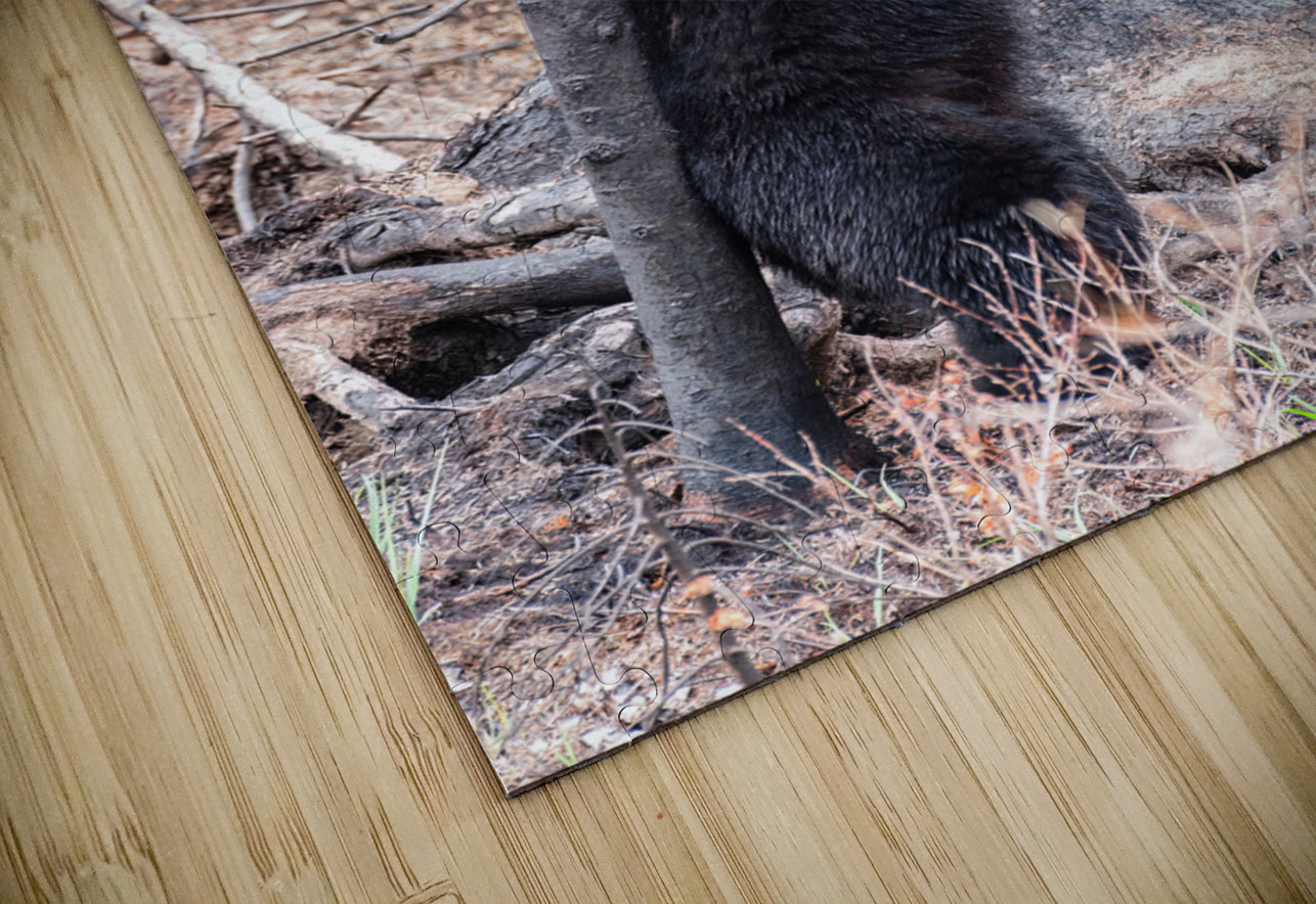 Black Bear Randy Tremblay Photography Puzzle