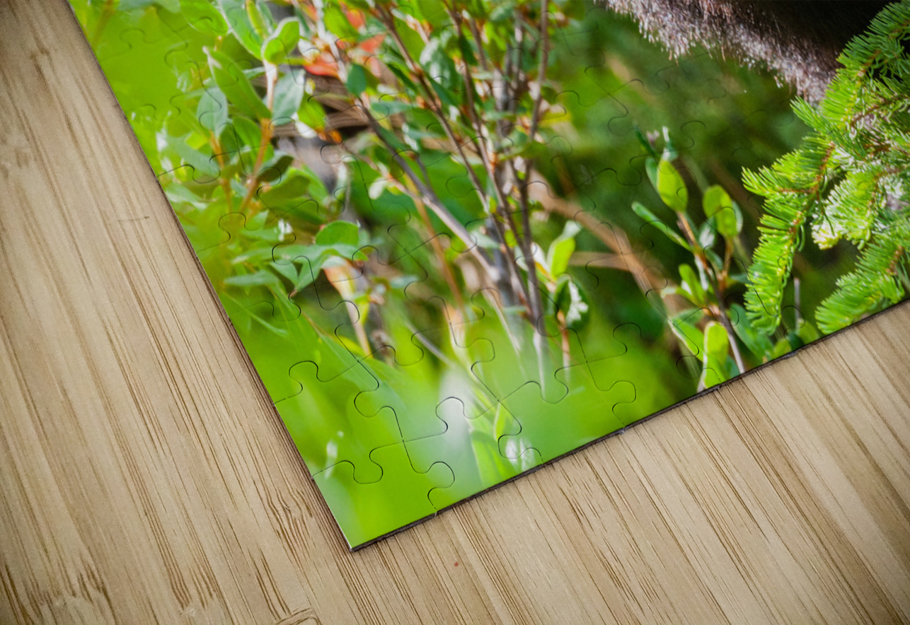 Black Bear Randy Tremblay Photography Puzzle