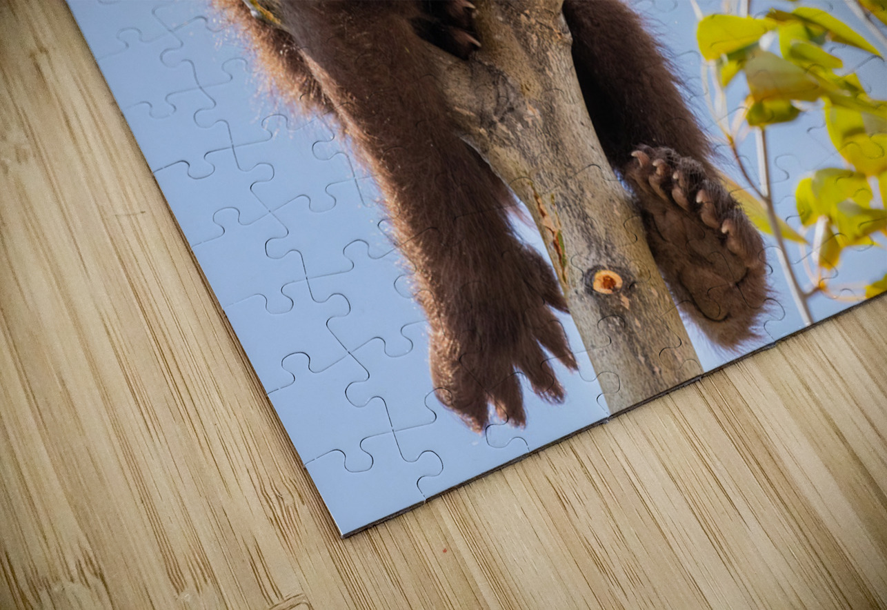 Black Bear Cub Randy Tremblay Photography Puzzle