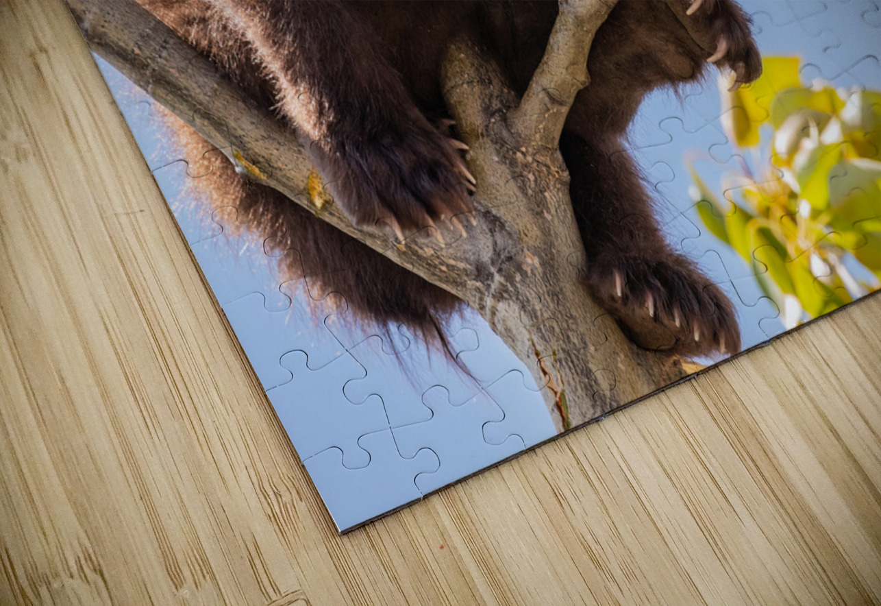 Black Bear Cub Randy Tremblay Photography Puzzle