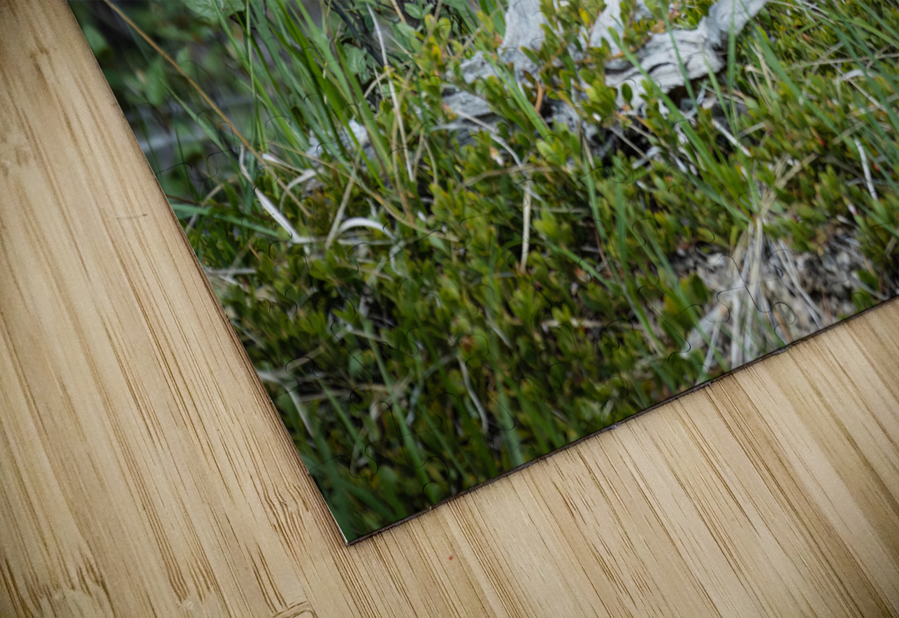 Black Bear Cub Randy Tremblay Photography Puzzle