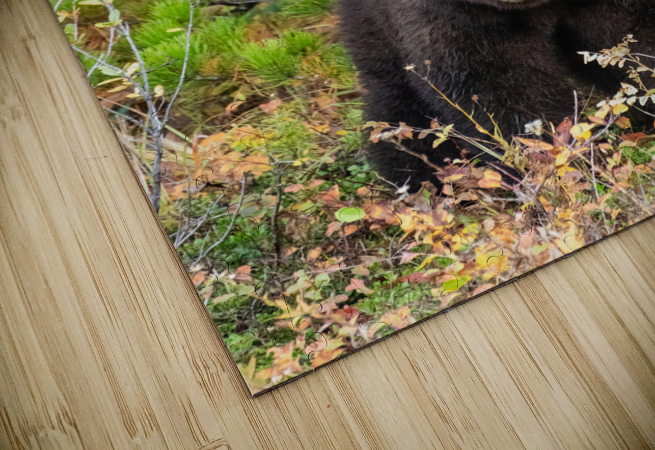 Black Bear Randy Tremblay Photography Puzzle