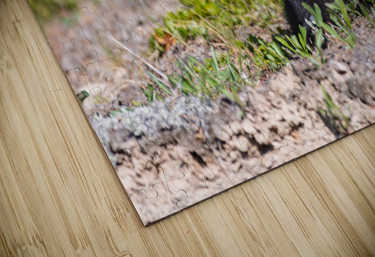Black Bear Cub Randy Tremblay Photography Puzzle