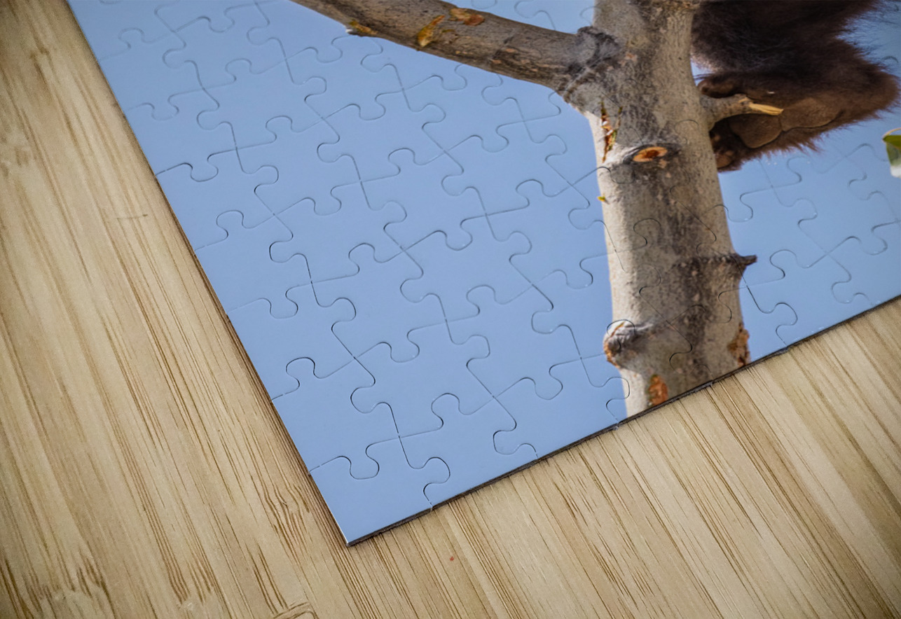 Black Bear Cub Randy Tremblay Photography Puzzle