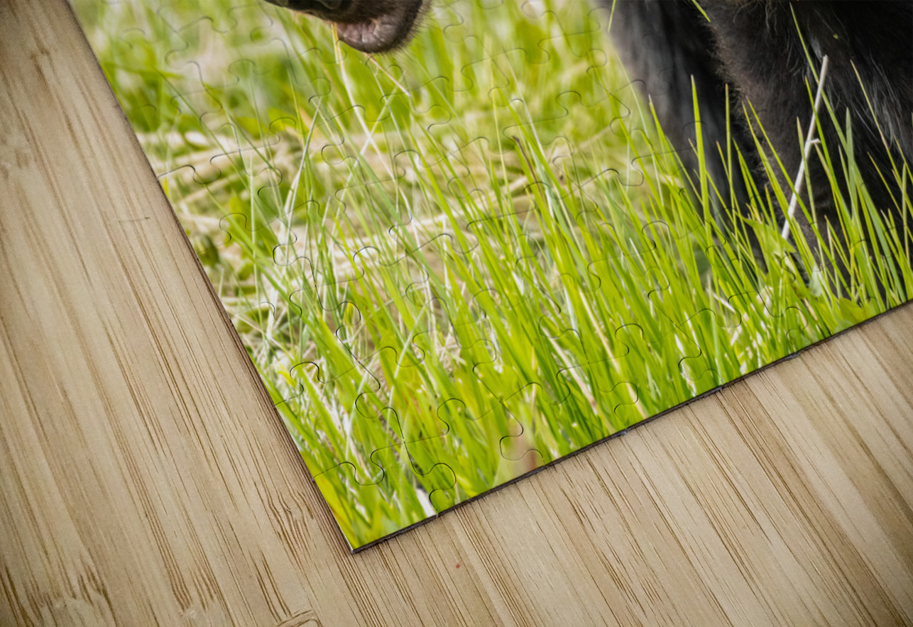 Black Bear Sow with Cub Randy Tremblay Photography Puzzle