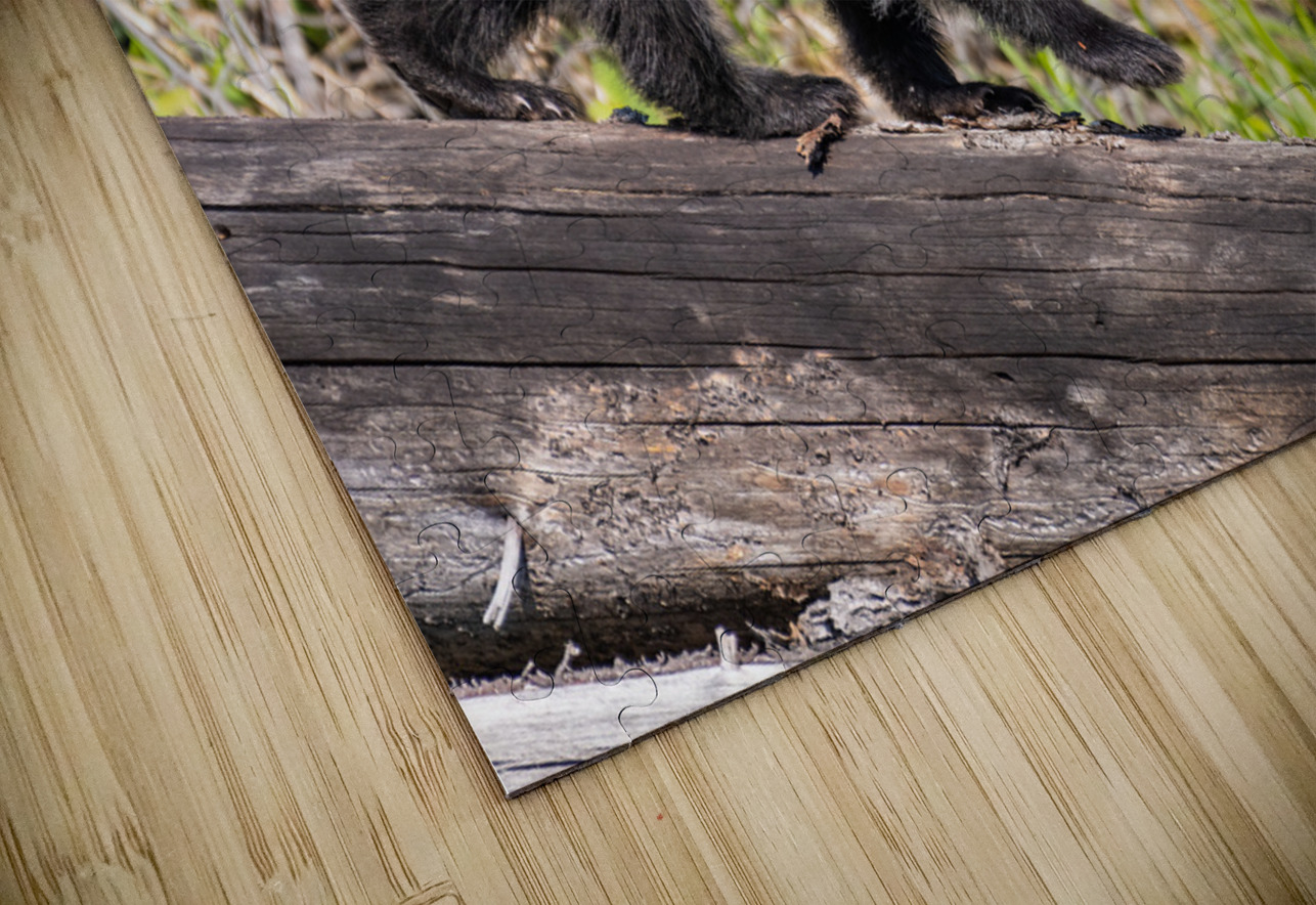 Black Bear Cub Randy Tremblay Photography Puzzle