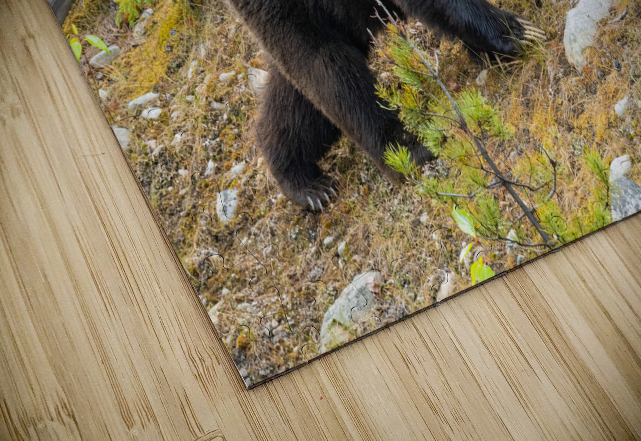 Grizzly Boar Randy Tremblay Photography Puzzle