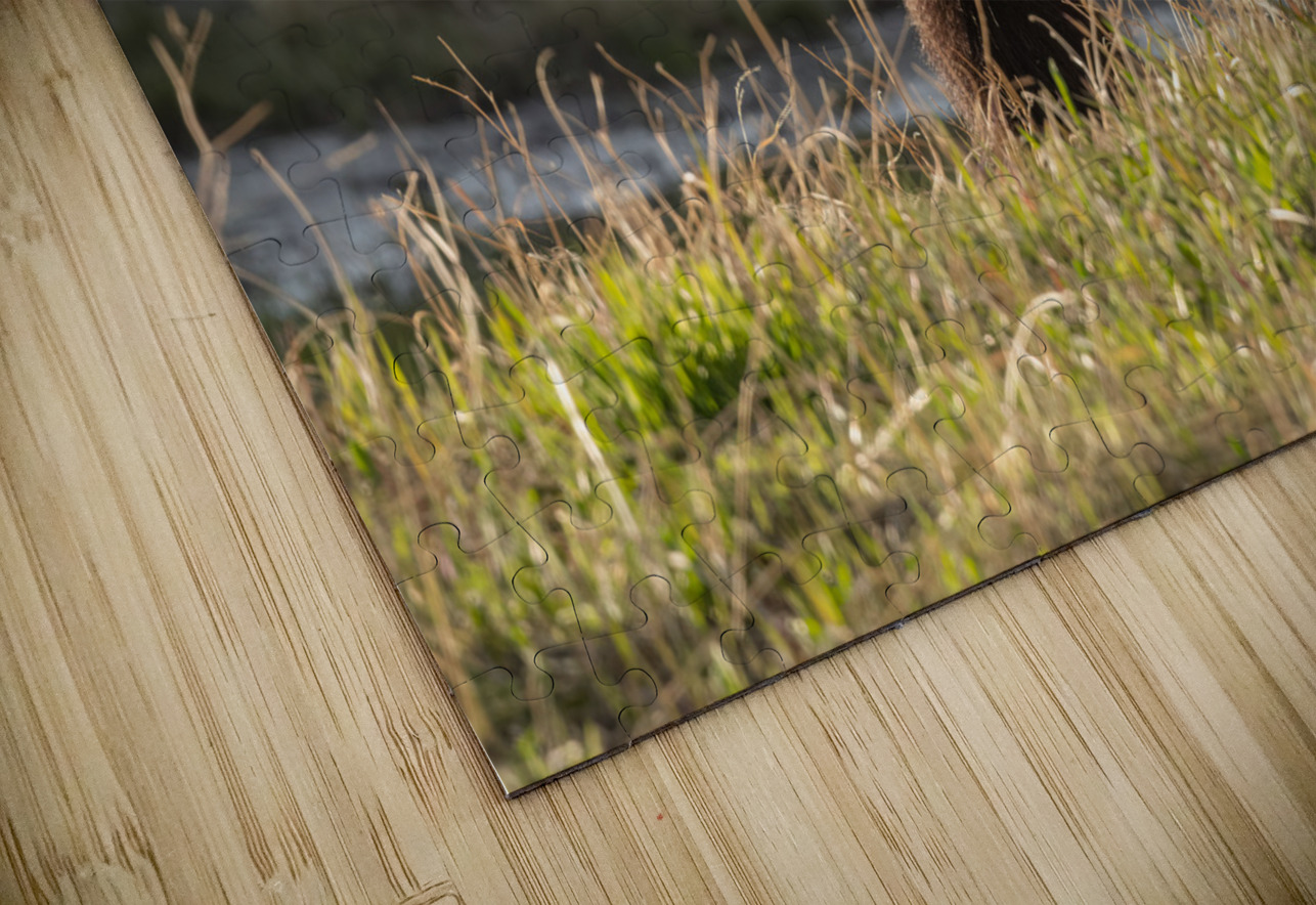 Grizzly Sow Randy Tremblay Photography Puzzle