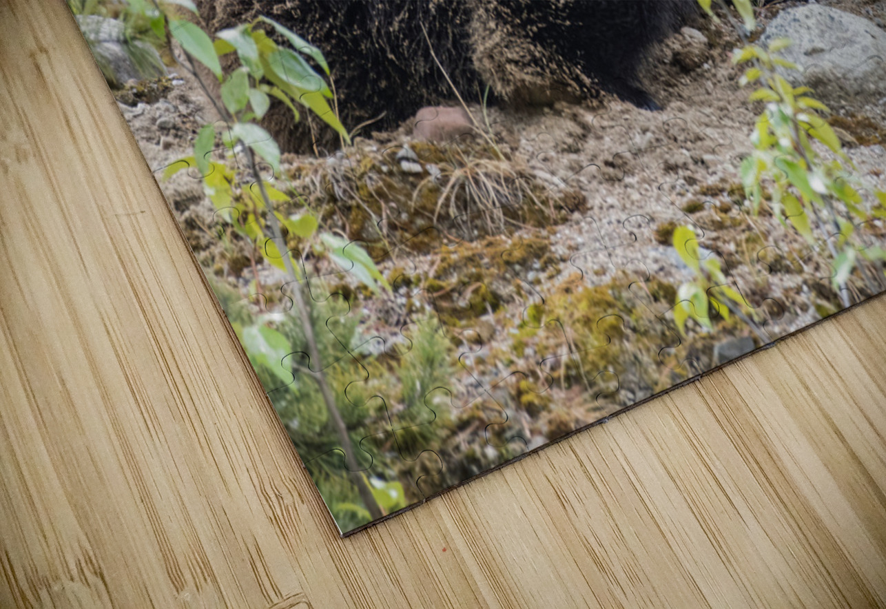 Grizzly Boar Randy Tremblay Photography Puzzle