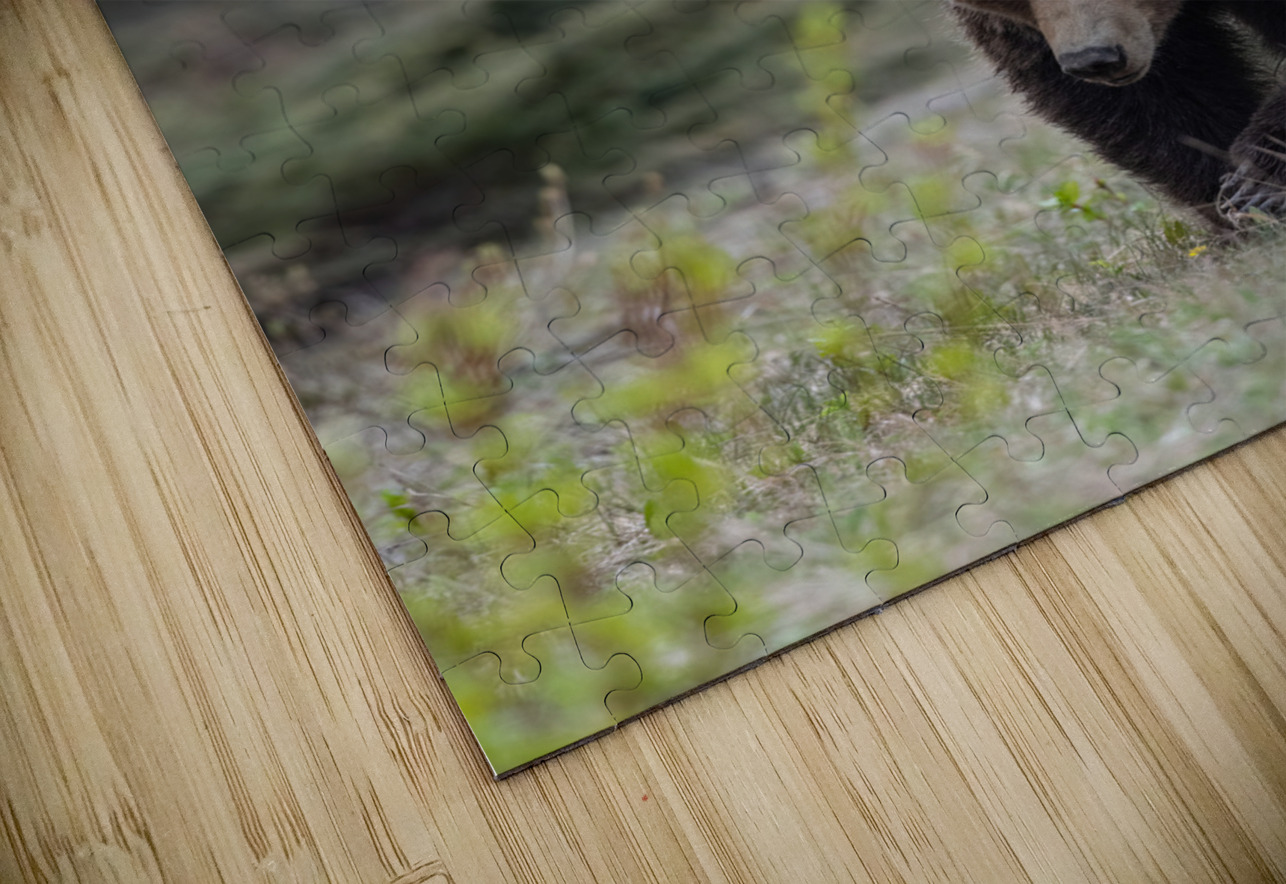 Grizzly Boar Randy Tremblay Photography Puzzle
