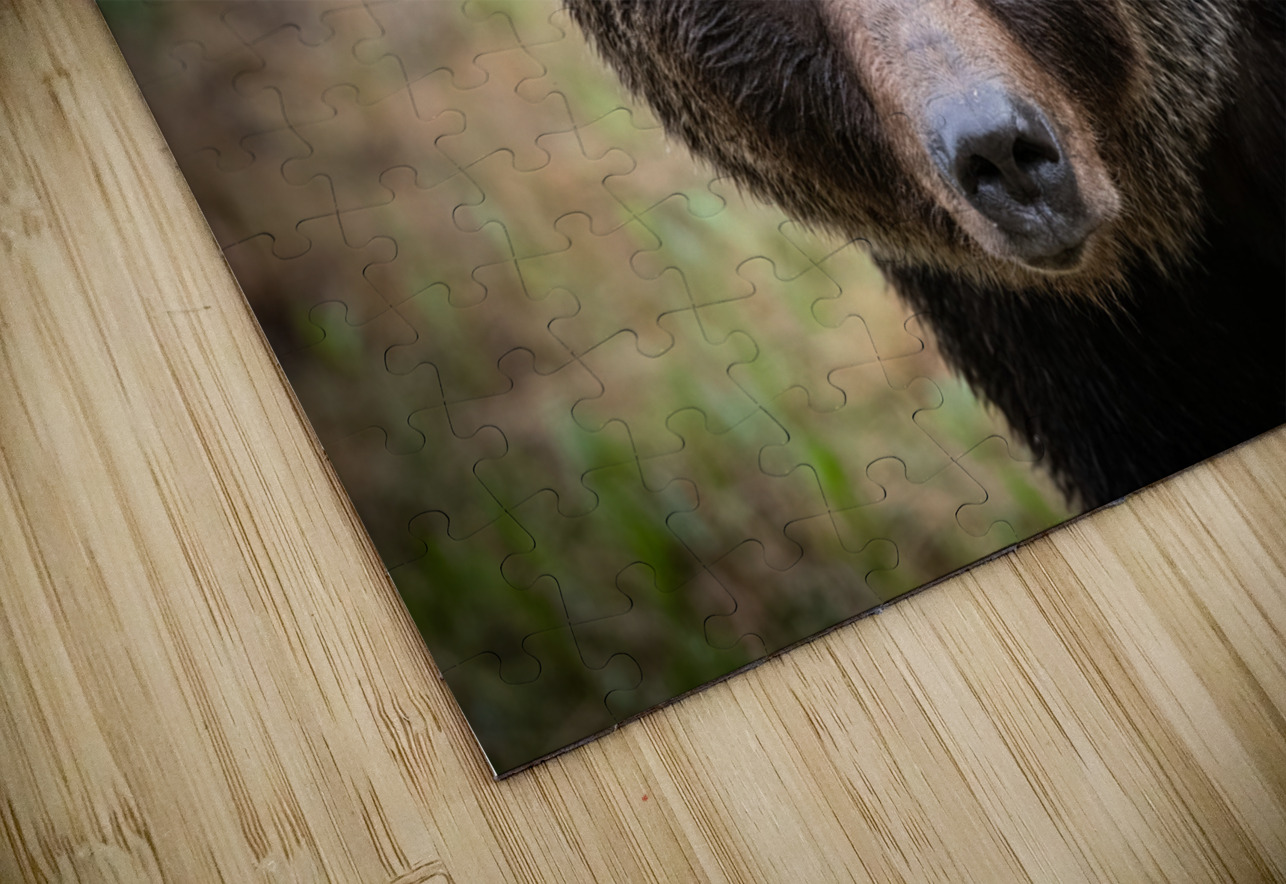 Grizzly Boar Randy Tremblay Photography Puzzle