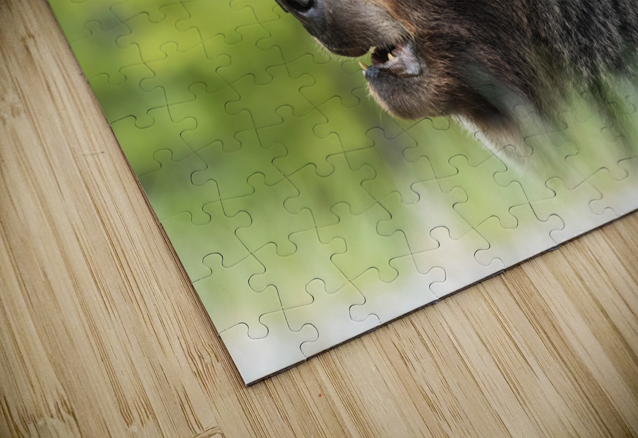 Grizzly Boar Randy Tremblay Photography Puzzle