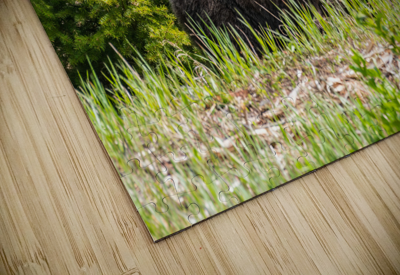 Grizzly Sow with Cub Randy Tremblay Photography Puzzle