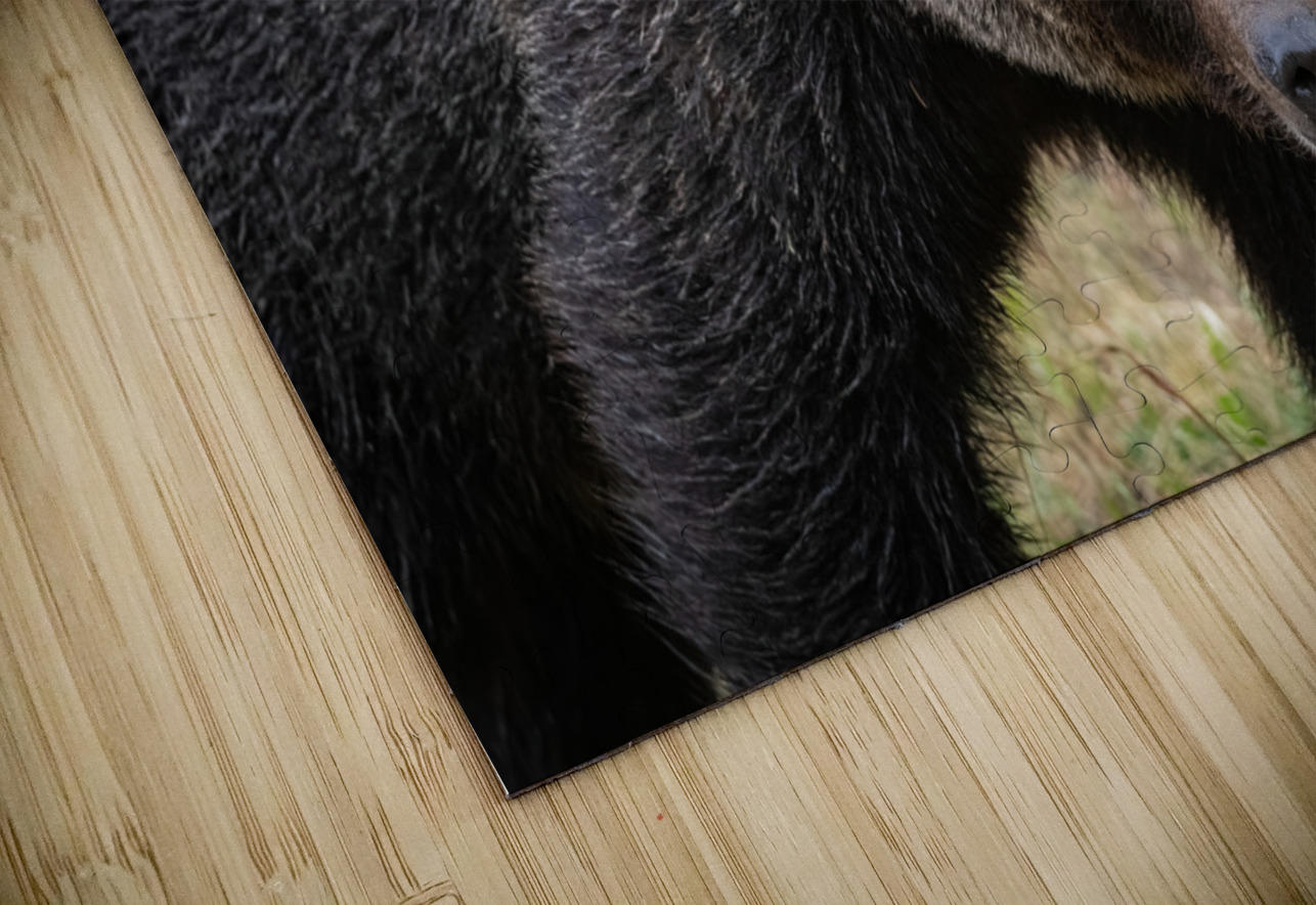 Grizzly Boar Randy Tremblay Photography Puzzle