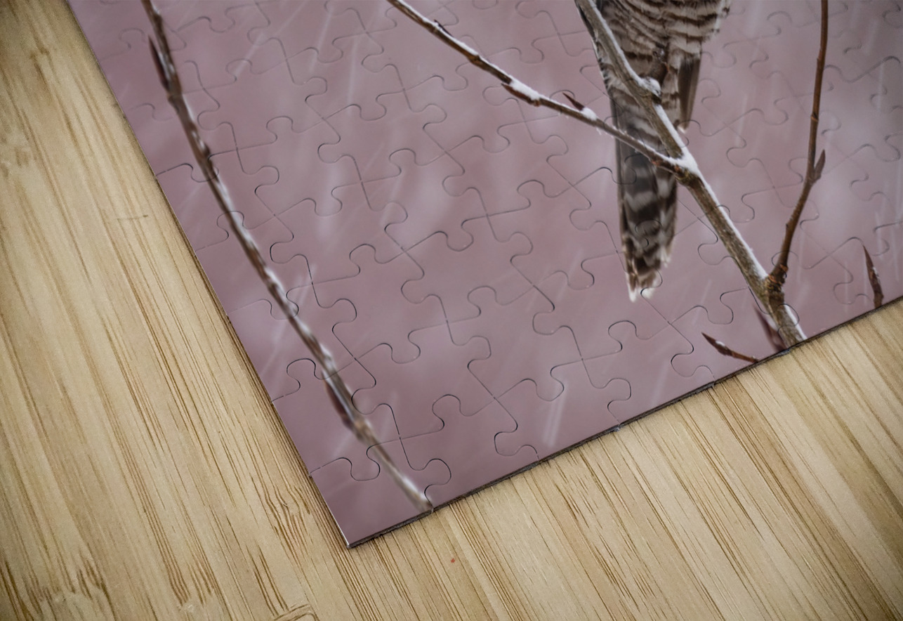 Northern Hawk Owl Randy Tremblay Photography Puzzle