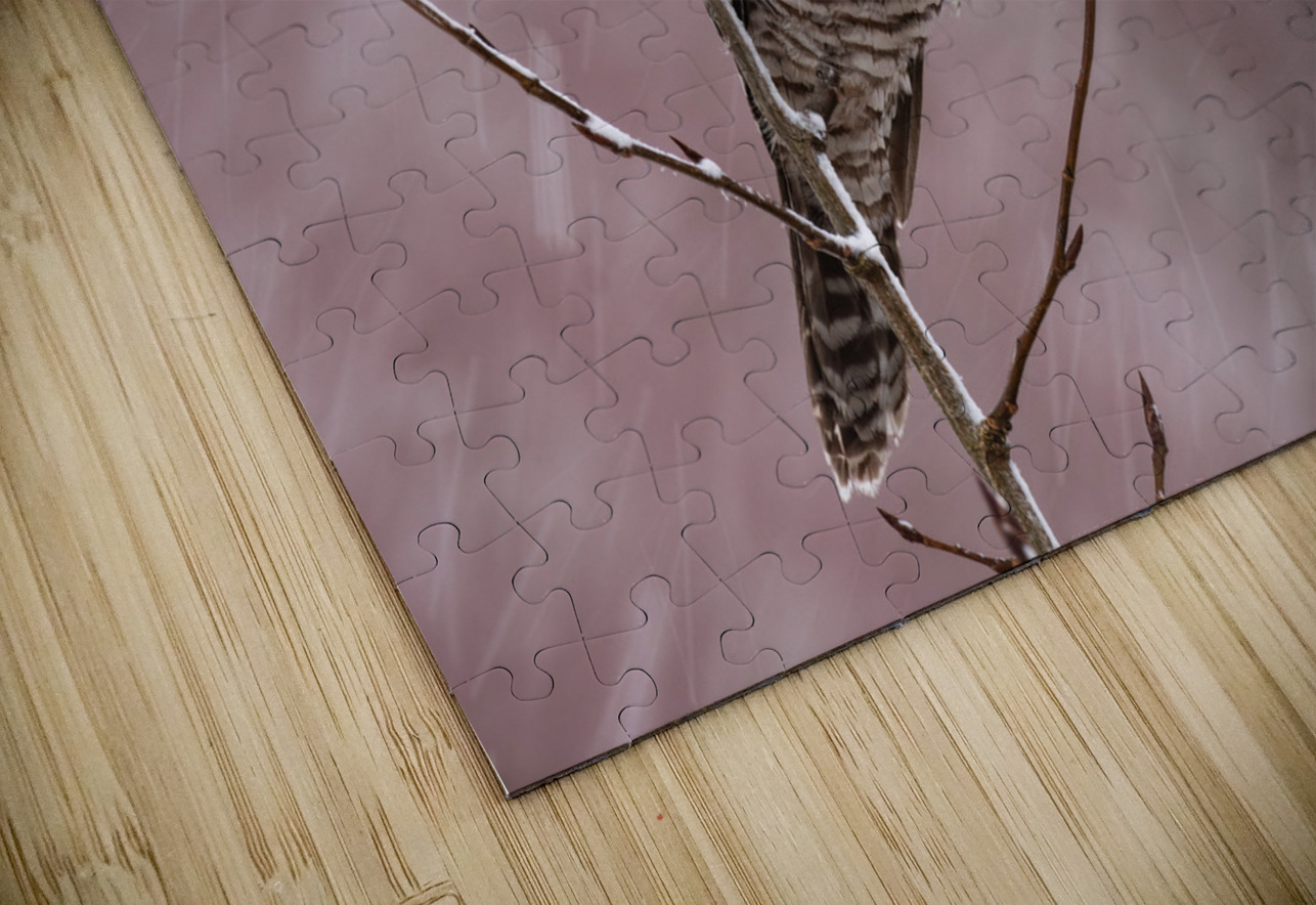 Northern Hawk Owl Randy Tremblay Photography Puzzle