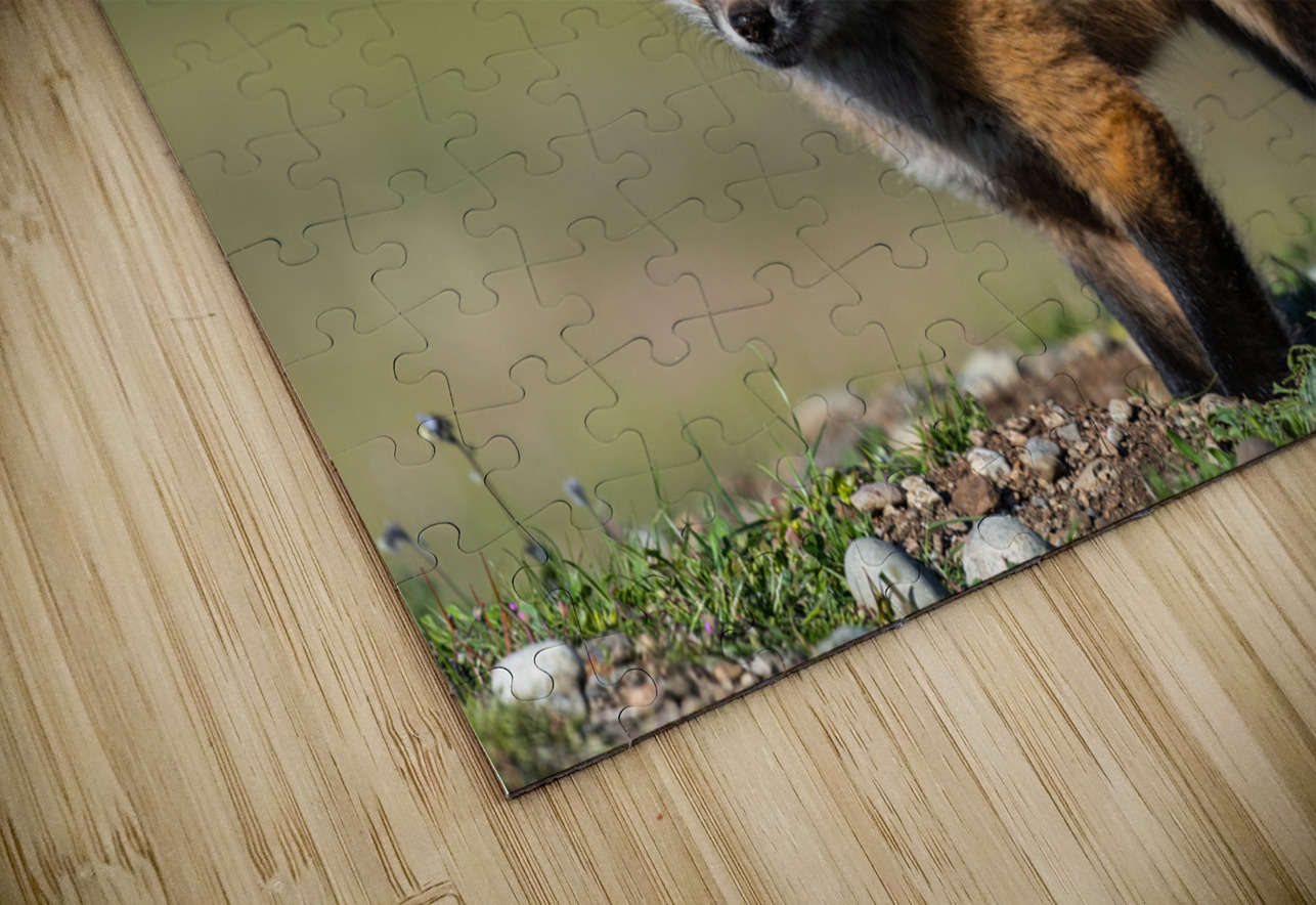 Red Fox Kit Randy Tremblay Photography Puzzle