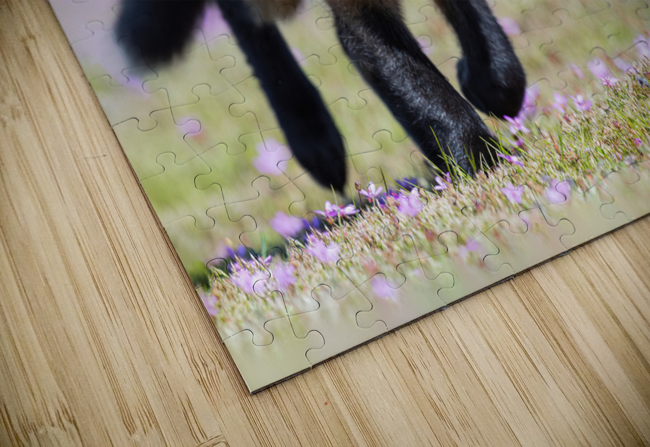 Red Fox Kit Randy Tremblay Photography Puzzle