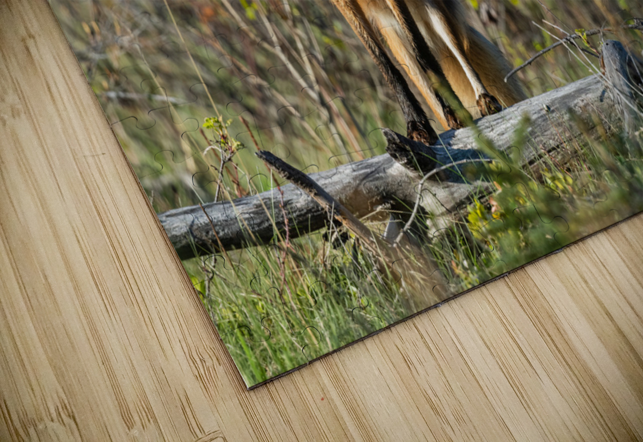 Red Fox Randy Tremblay Photography Puzzle