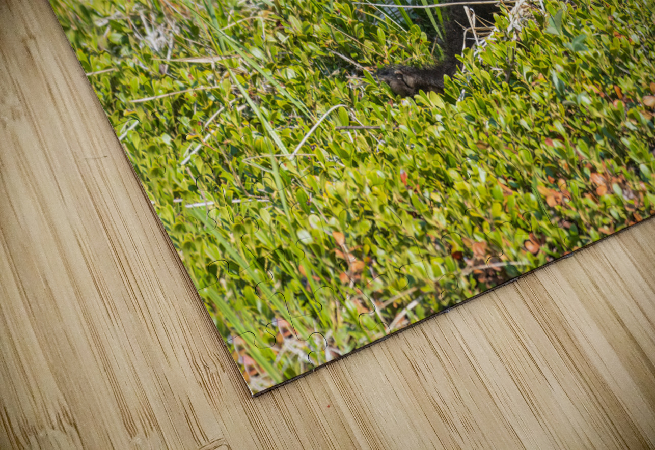 Black Bear Cub Randy Tremblay Photography Puzzle