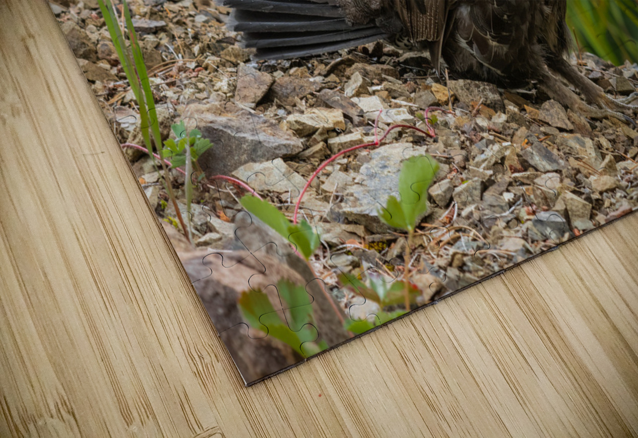 Male Sooty Grouse Randy Tremblay Photography Puzzle