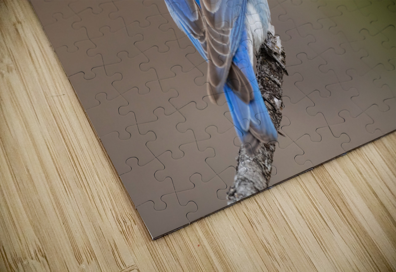 Male Mountain Bluebird Randy Tremblay Photography Puzzle