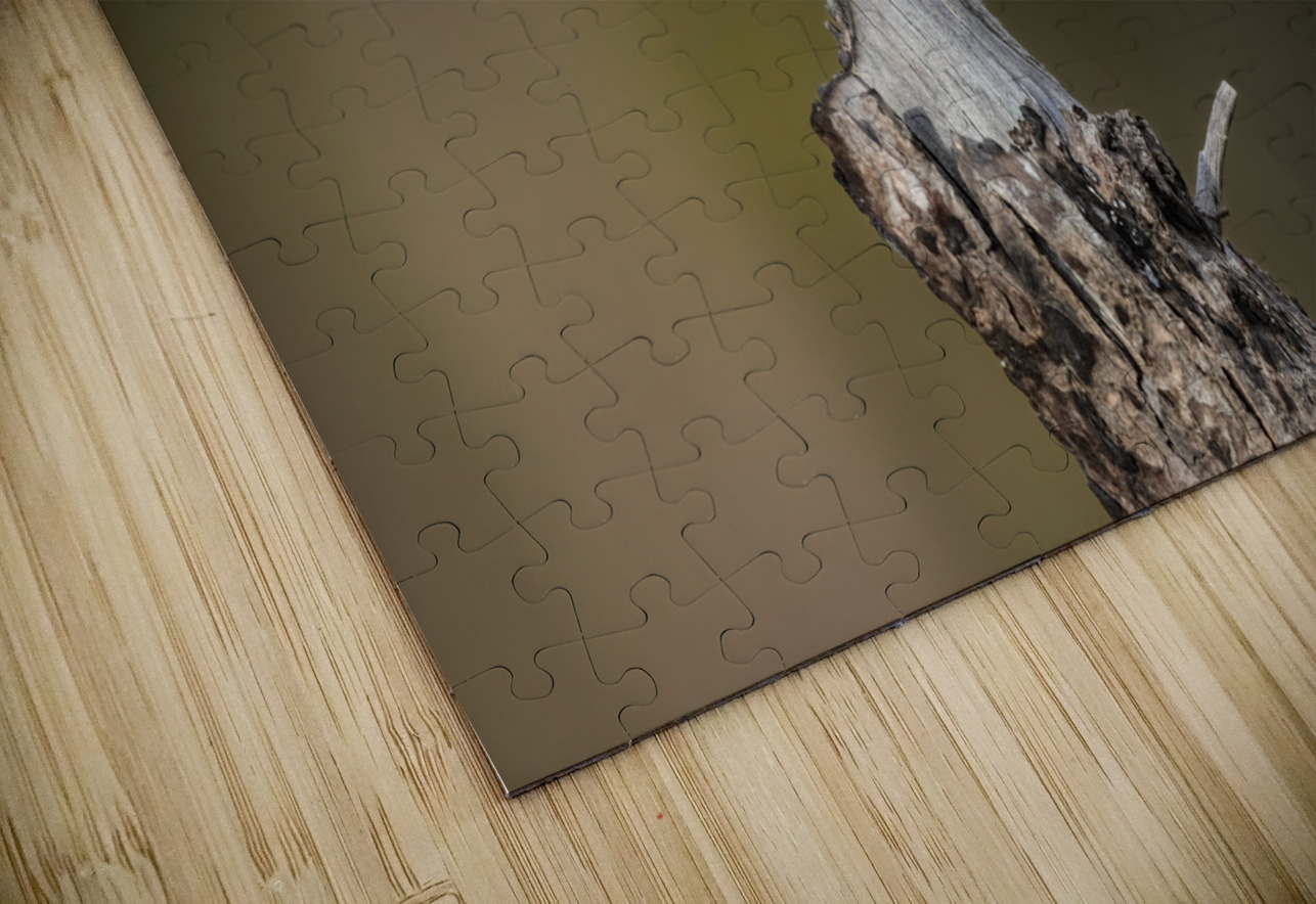 Male Mountain Bluebird Randy Tremblay Photography Puzzle