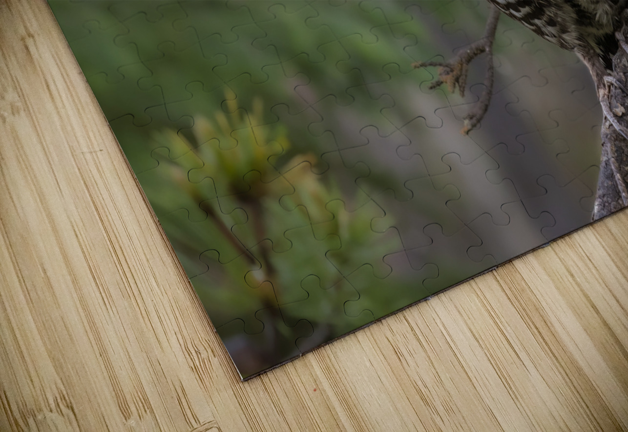 Male Spruce Grouse Randy Tremblay Photography Puzzle