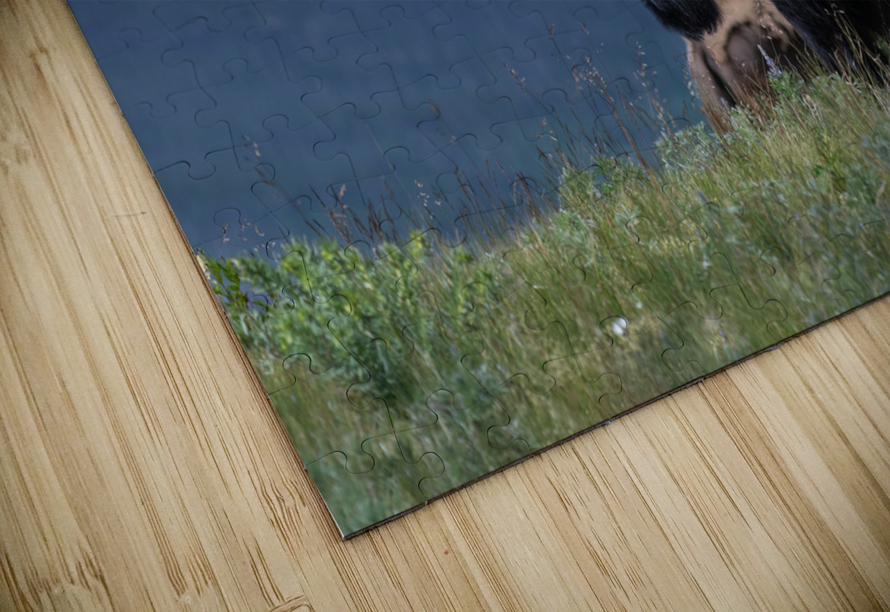 Male Bison Randy Tremblay Photography Puzzle