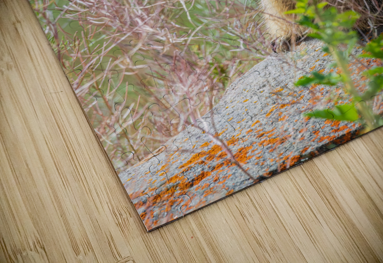 Yellow-bellied Marmot Randy Tremblay Photography Puzzle